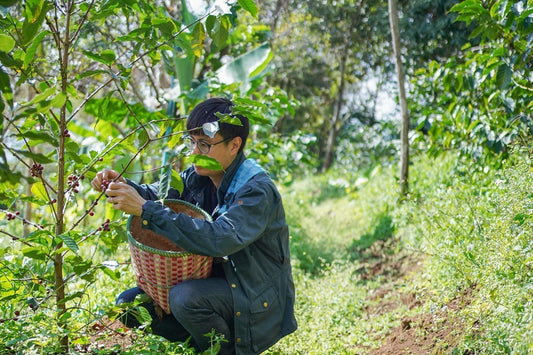 A Journey Through Thai Coffee: Exploring Farms, Traditions, and the Future of Specialty Coffee - Newbery St.