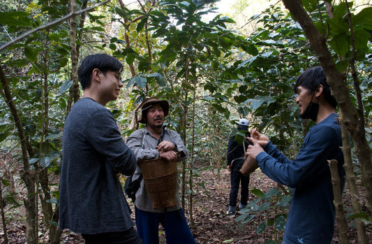 Coffee Farmers - The Secret of Coffee Flavors - Newbery St.