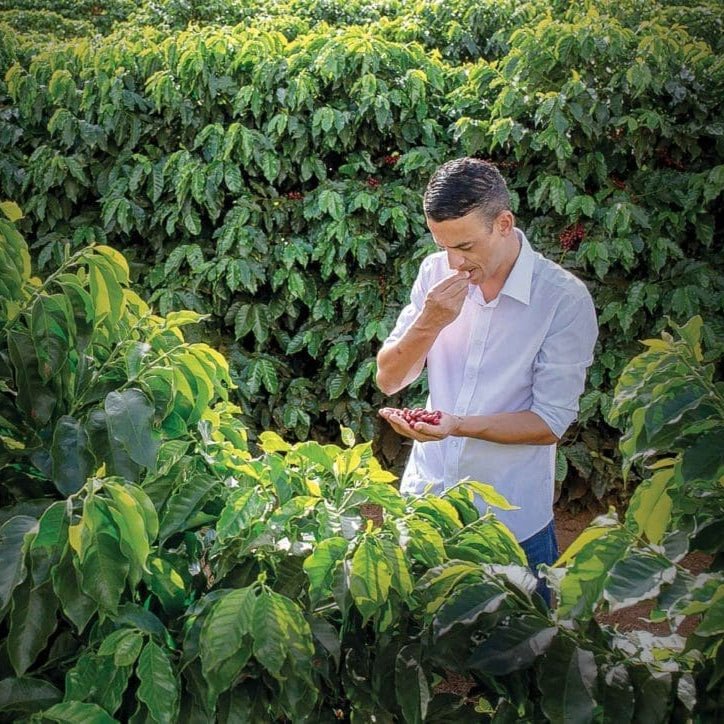 Pau Brasil - Newbery St.