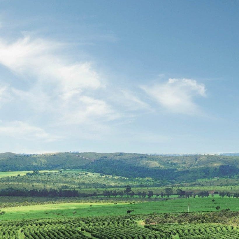 Pau Brasil - Newbery St.