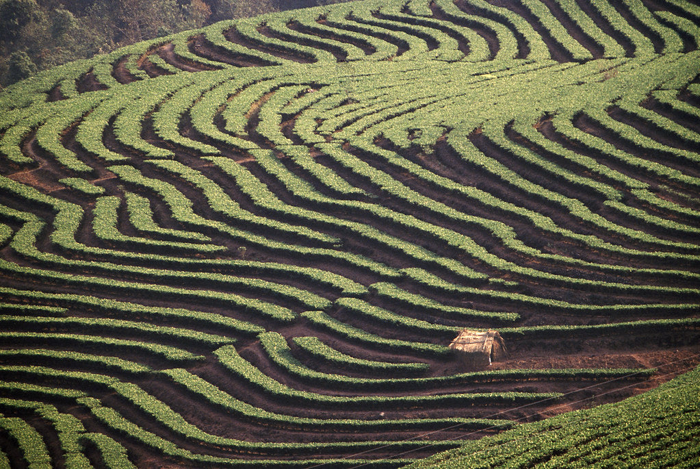 Yunnan Coffee: A Sip of Tradition and Innovation