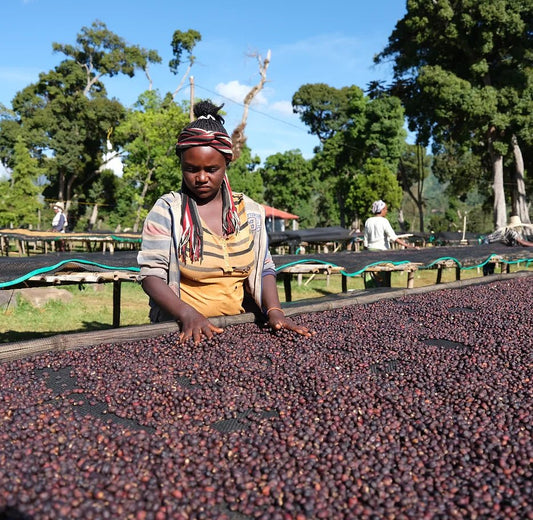 Biru Bekele Coffee - Newbery St.