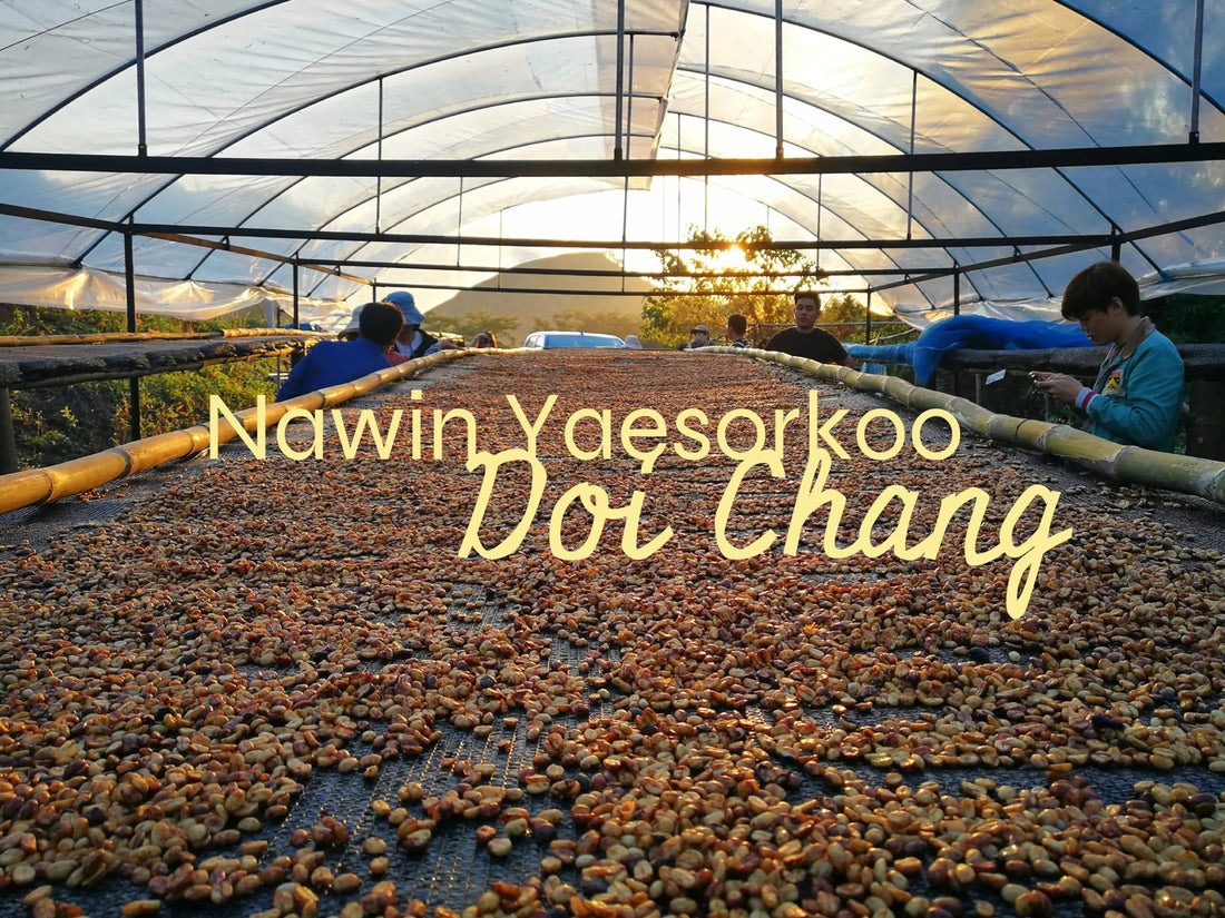 Meet Nawin Yaesorkoo from Doi Chang! - Newbery St.