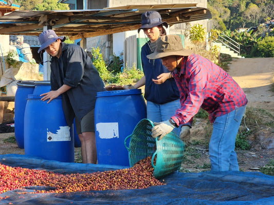 The Adventure of Thai Coffee in the Specialty Coffee World - Newbery St.