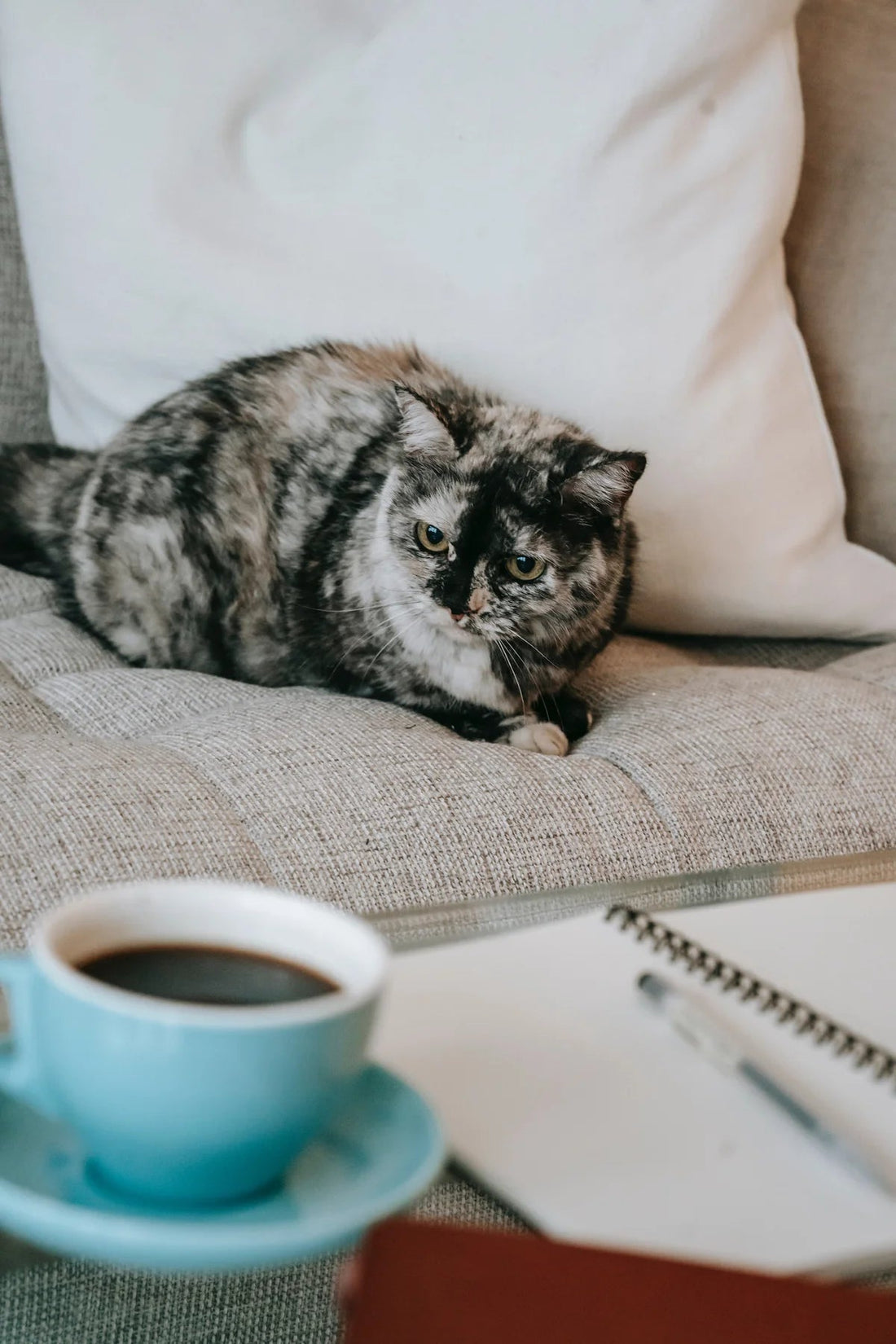 The Dangers of Coffee for Cats: Why Felines Should Avoid Caffeine - Newbery St.