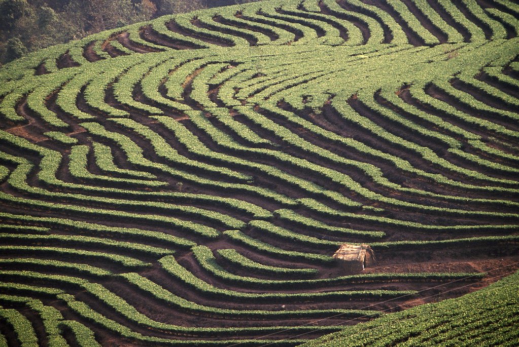 Yunnan Coffee: A Sip of Tradition and Innovation - Newbery St.