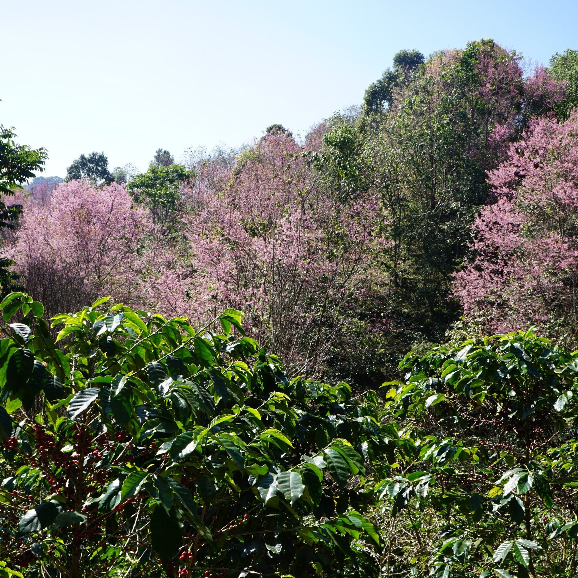 HUAI CHOMPHU ANAEROBIC BLACK HONEY - Newbery St.