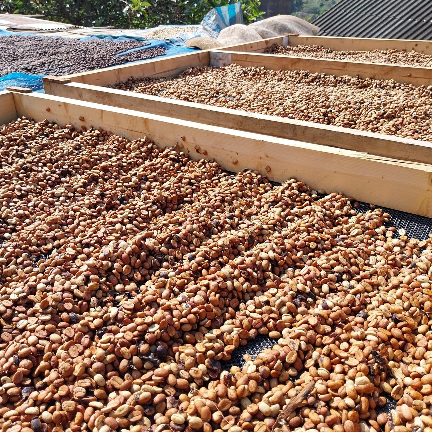 HUAI CHOMPHU ANAEROBIC BLACK HONEY - Newbery St.