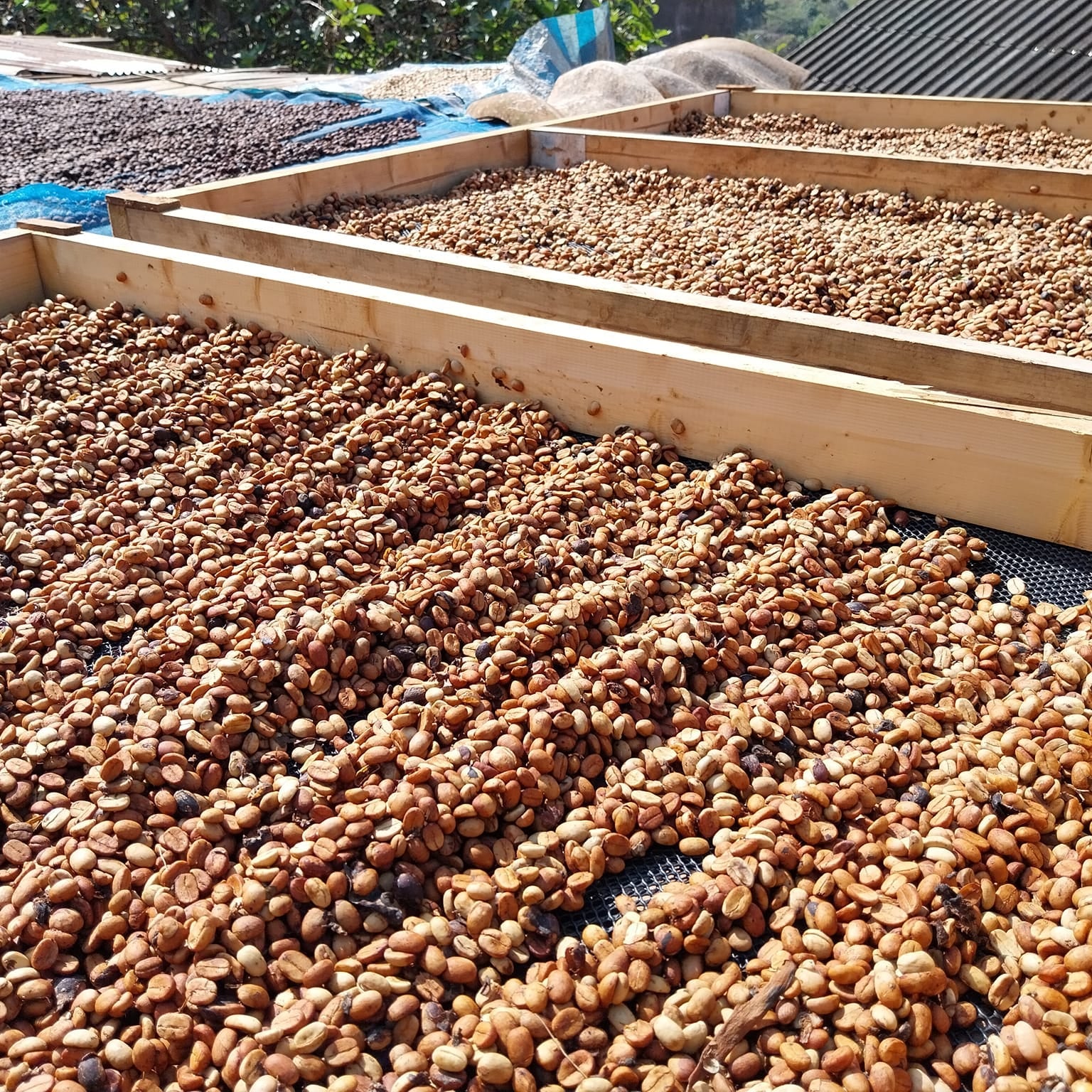 HUAI CHOMPHU ANAEROBIC BLACK HONEY - Newbery St.