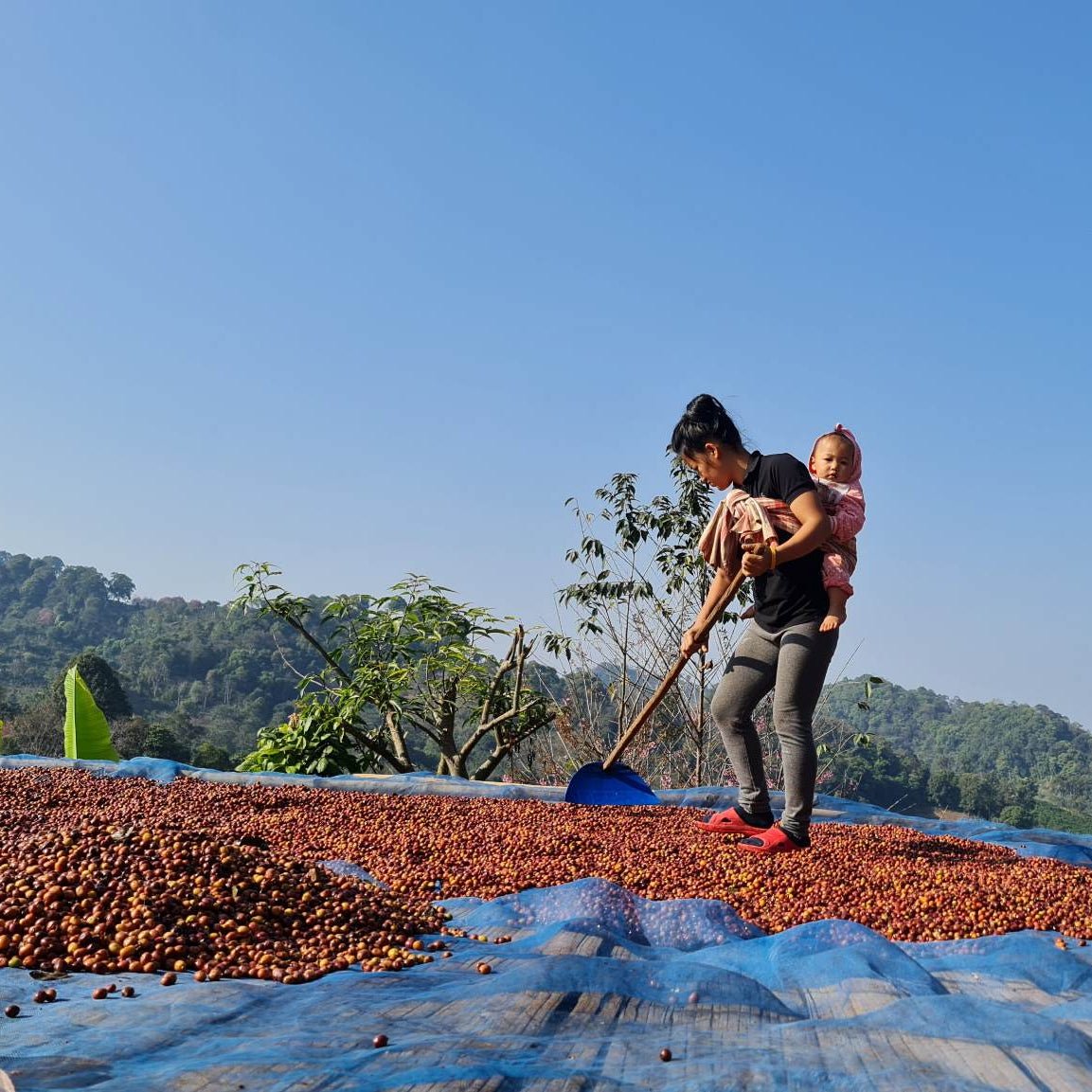 HUAI CHOMPHU ANAEROBIC BLACK HONEY - Newbery St.