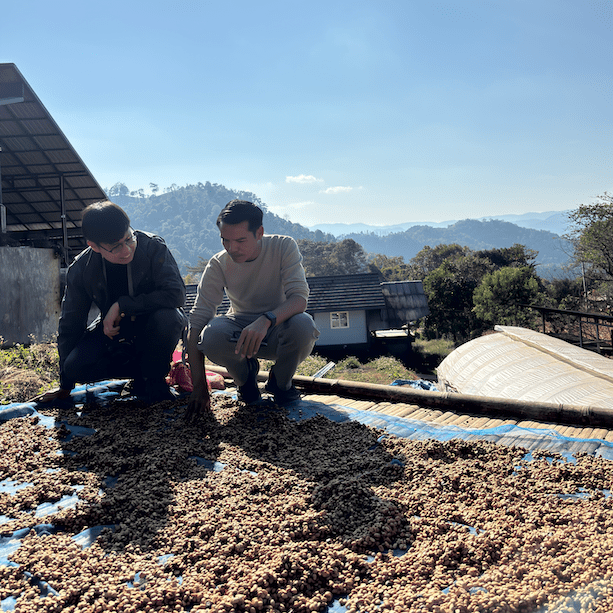NAWIN DOI CHANG WASHED - Newbery St.