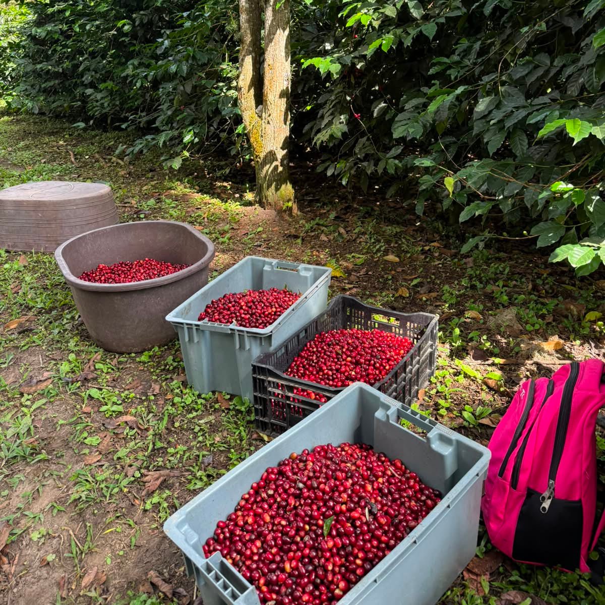 PUTUSHIO TYPICA MEJORADO WASHED - Newbery St.