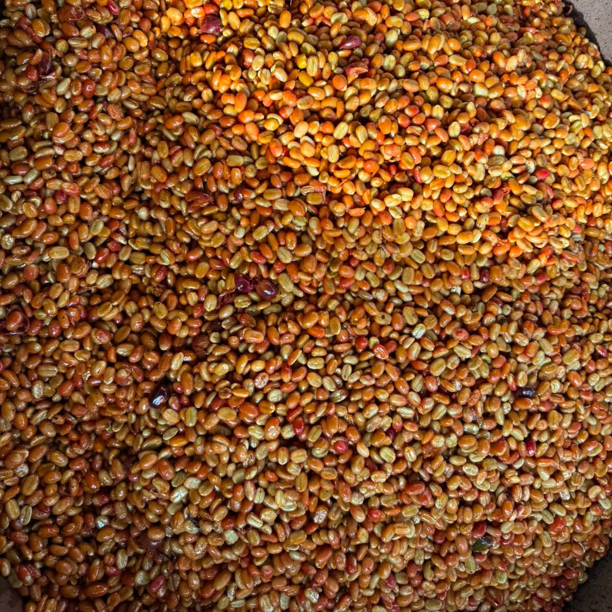 PUTUSHIO TYPICA MEJORADO WASHED - Newbery St.